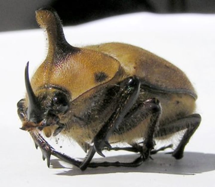 Horned Beetle