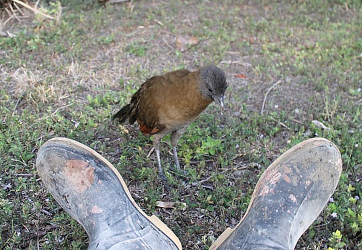 Monty the Moorhen