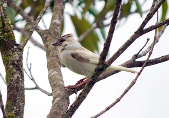 Maria vega bird