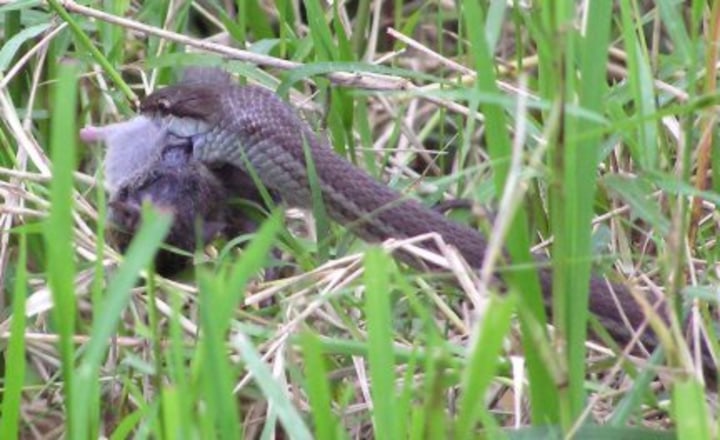 Snake with prey in its mouth