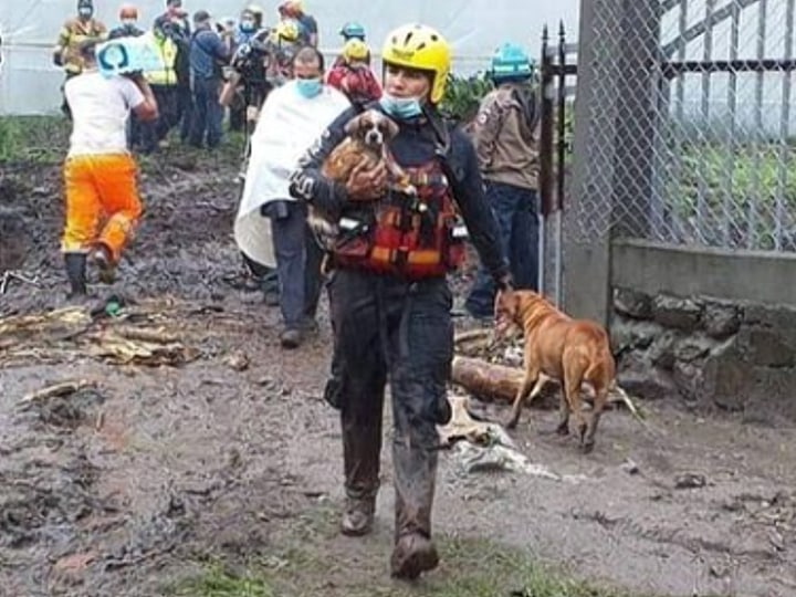 Person holding dog