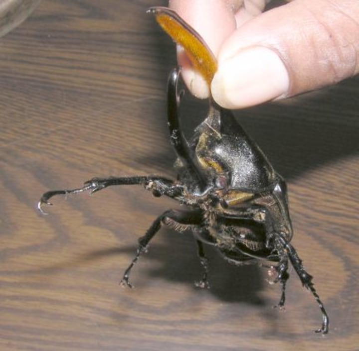 Stag Beetle