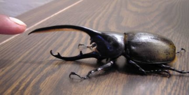 Stag Beetle