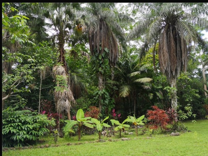 Trees on the property