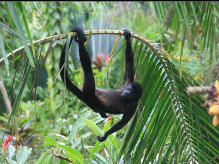 Howler monkey