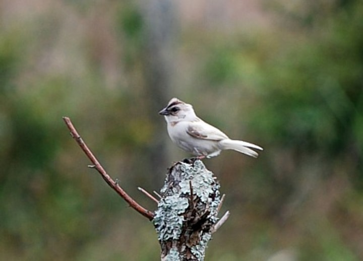 Bird on a post