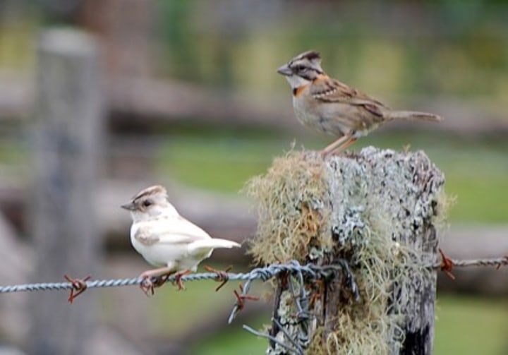 Maria vega bird with normal sparrow