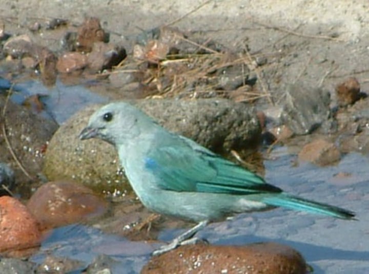 Blue-gray tanager