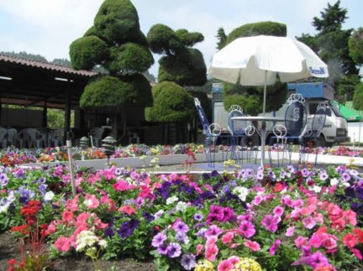 Flowers in the festival of Boquete