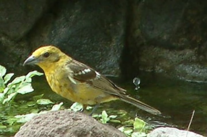 Female flame-colored tanager