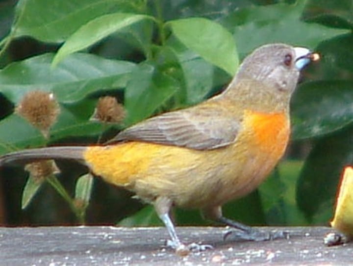 Female scarlet-rumped tanager