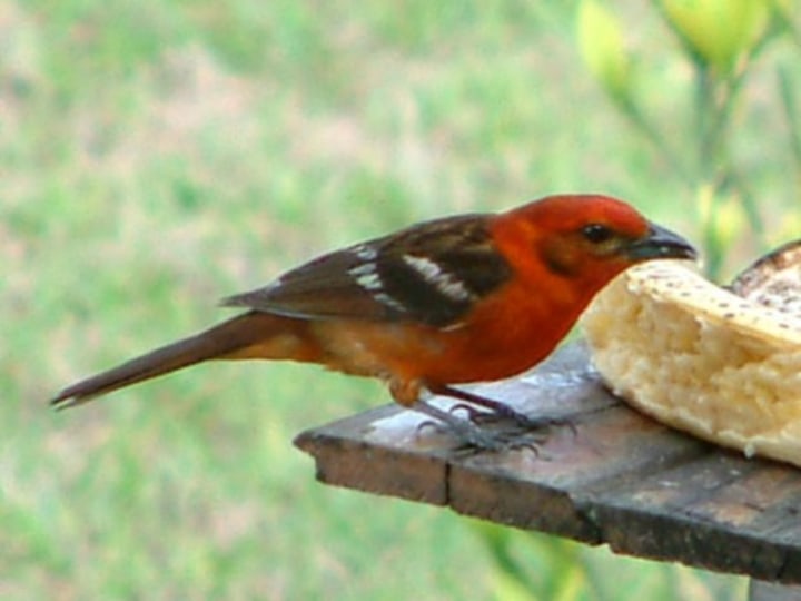 Male flame colored tanager