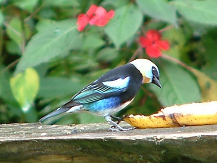 Golden-hooded tanager