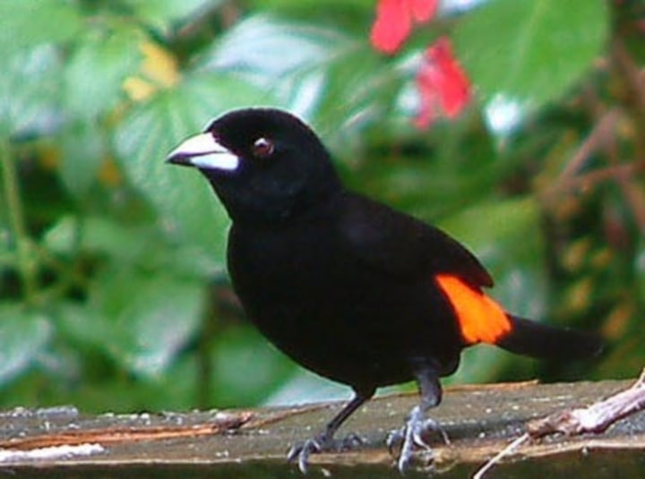 Male scarlet rumped tanager