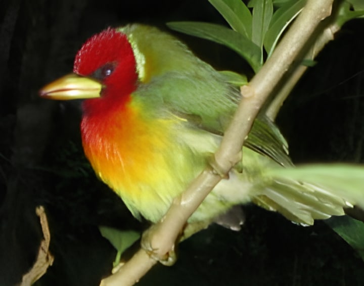 Red Headed Barbet.