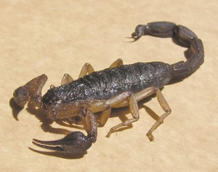 Scorpion