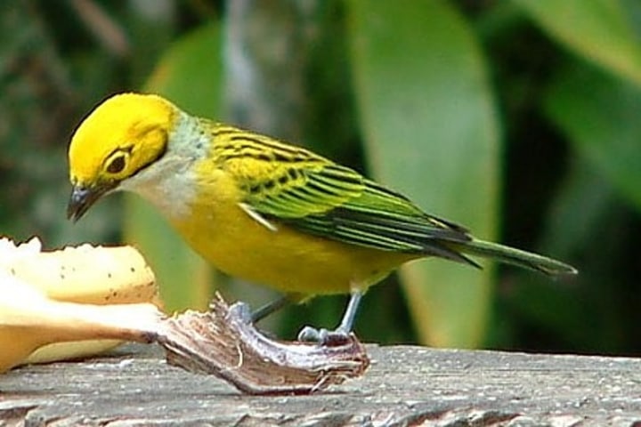 Silver-throated tanager