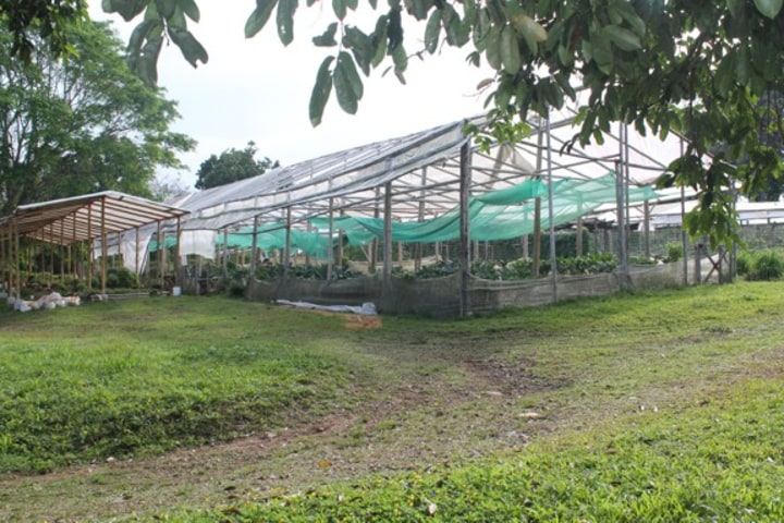 Greenhouse in the property