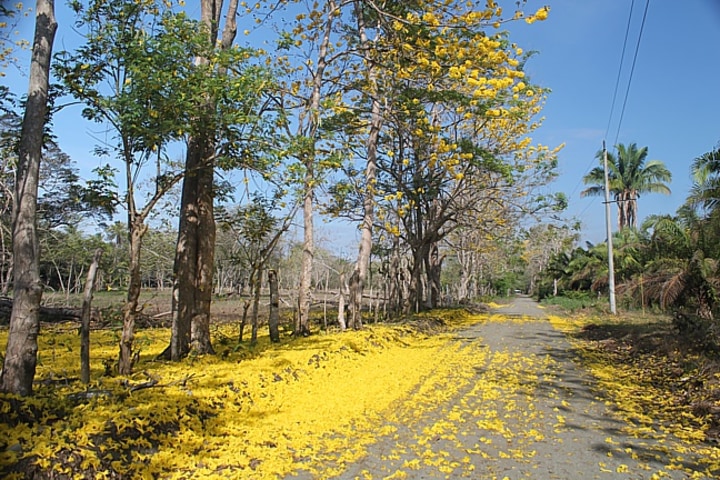 Country road