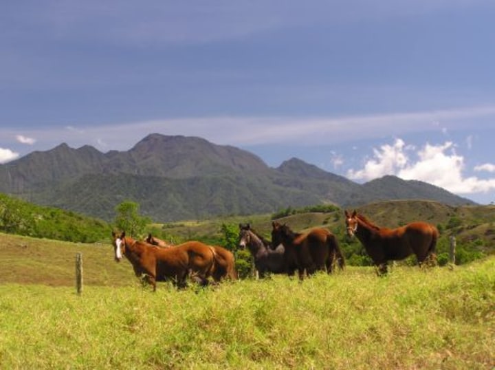 Horses on a farm