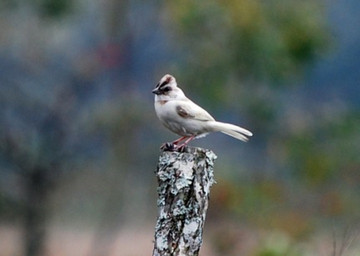 Bird on a post