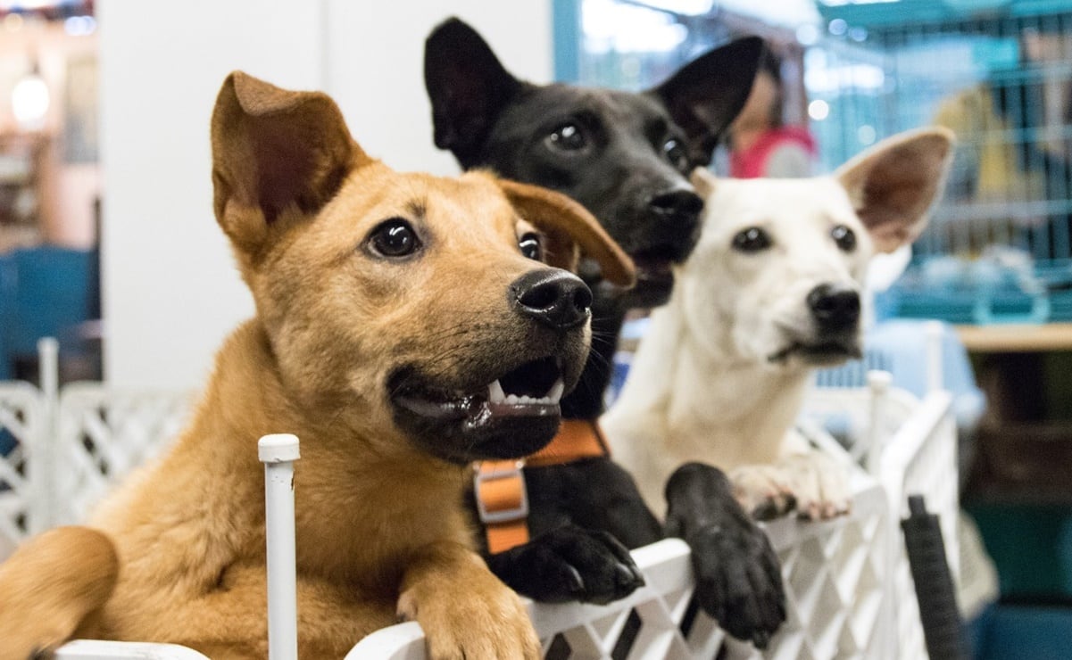 28 de mayo, Día del Perro sin Raza: la importancia de adoptar perros mestizos en México