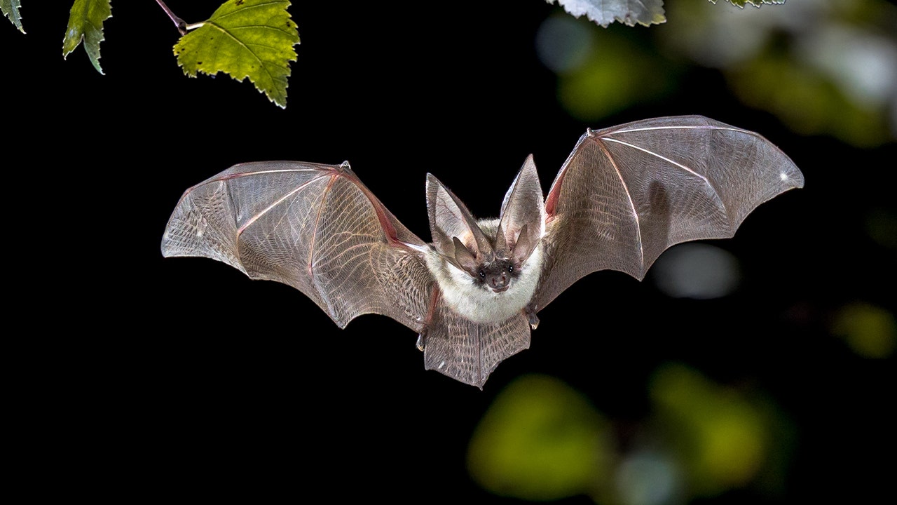 Rabid bat found near sidewalk prompts public health warning in Fremont, California