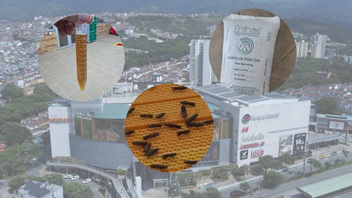 Centro Comercial Caracolí en Floridablanca implementa bioconversión de residuos para producir aceite, harina y abono