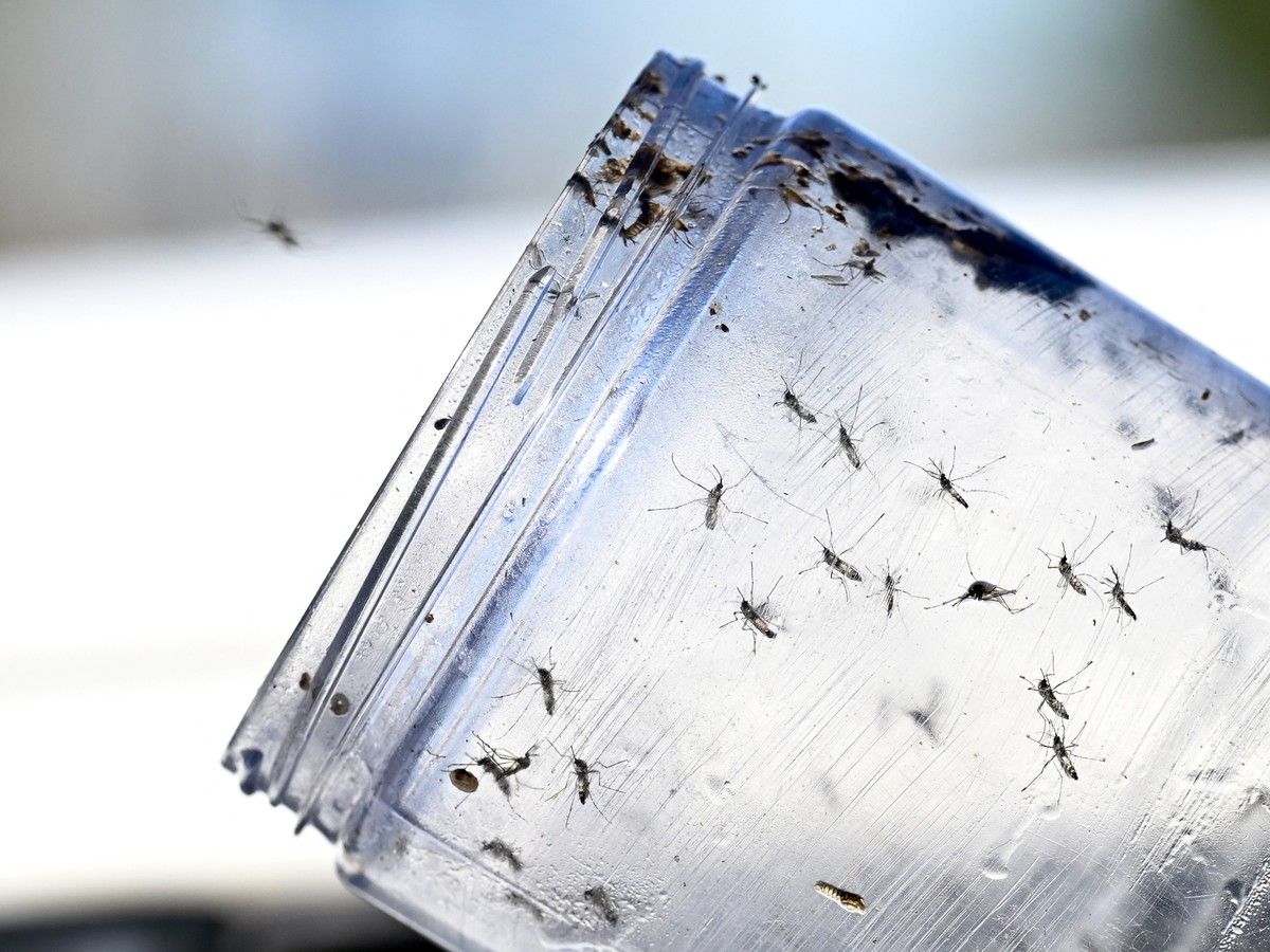 Google Seeks EPA Approval to Release Sterile Male Mosquitoes in California and Florida to Reduce Disease-Carrying Populations