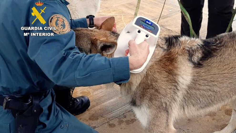 Investigado un hombre de 84 años en Piélagos por arrastrar a un perro con el coche y agredirlo