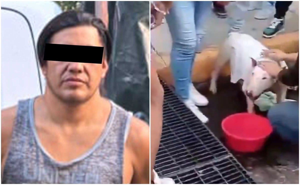 Rescatan a dos perros encerrados en una camioneta en CDMX; uno muere por golpe de calor y detienen al dueño