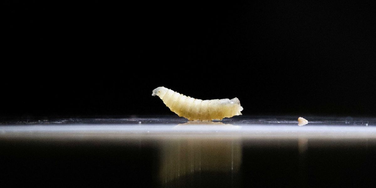Texas Governor Declares Statewide Disaster Due to New World Screwworm Detection in Livestock