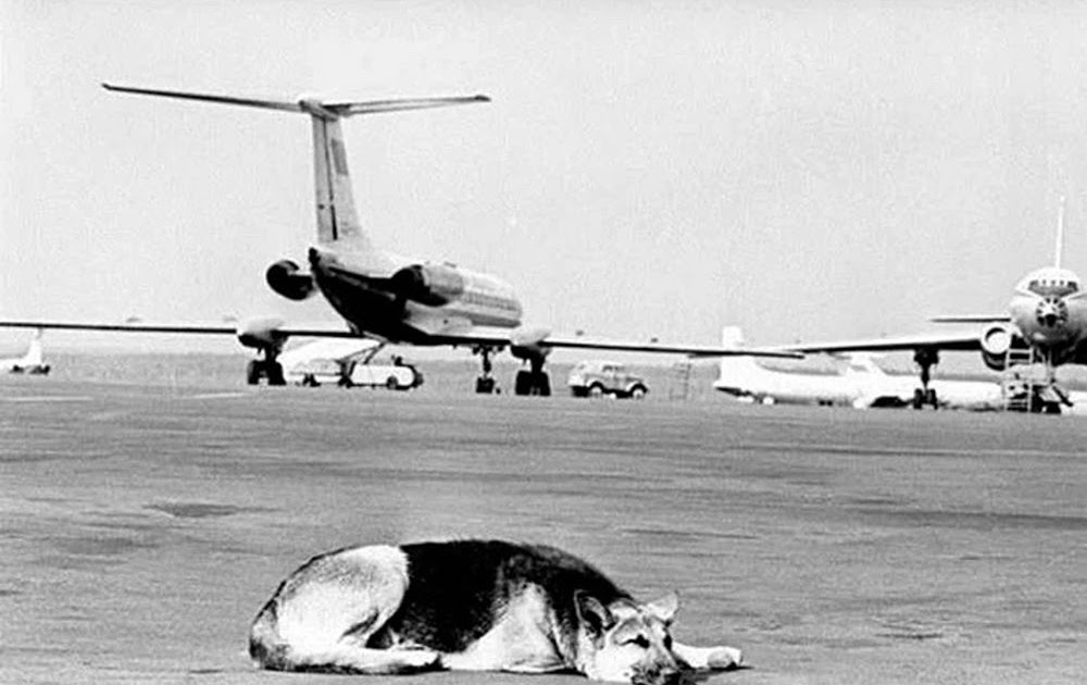Palma the Dog Became a Symbol of Loyalty After Waiting Two Years at Moscow’s Vnukovo Airport