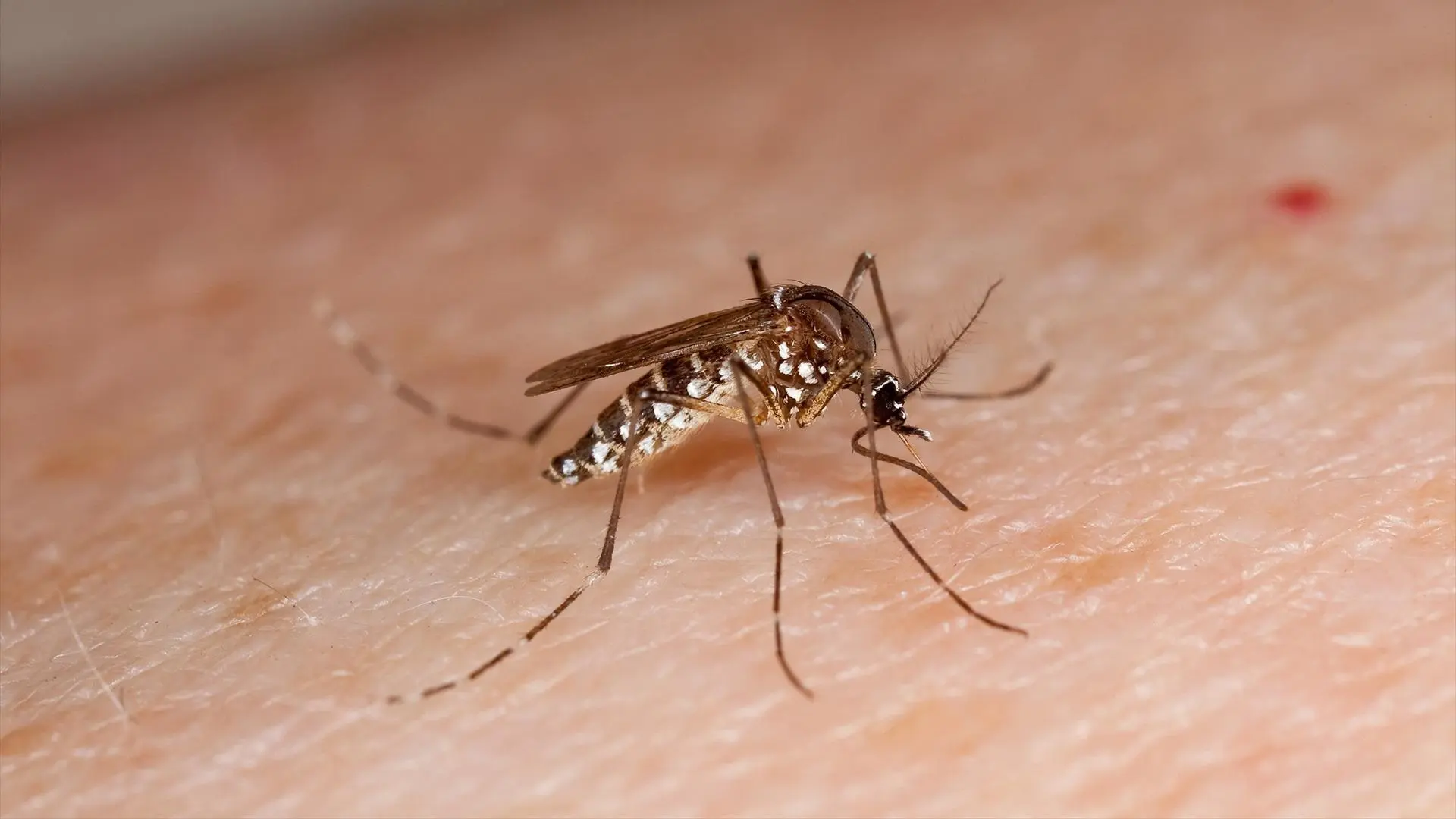 EE. UU. realizó experimentos con mosquitos infectados en zonas pobladas en los años 50