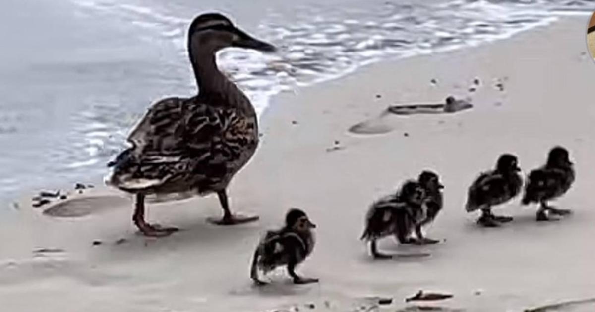Socorristas de Ibiza ayudan a una familia de patos a llegar sana y salva hasta un río cercano