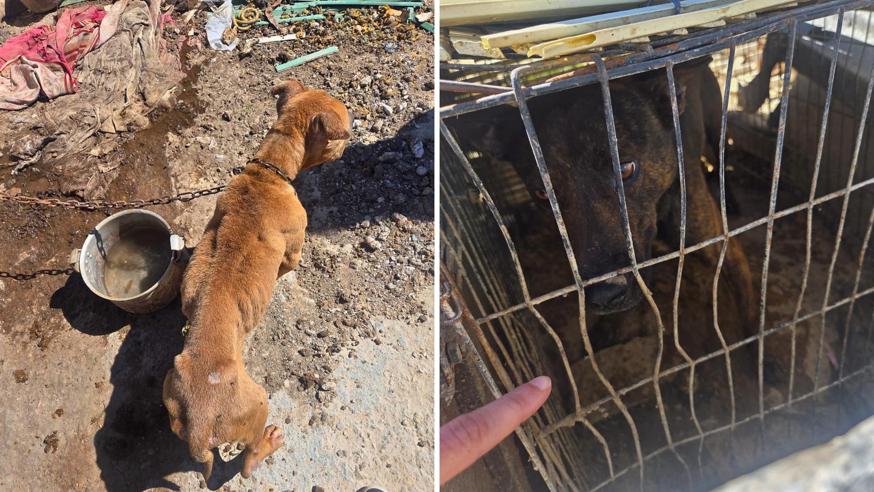 Denuncian graves condiciones de maltrato animal en una finca de Alicante con una docena de perros