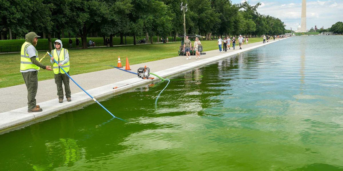Paint Peeling and Algae Problems Reported Following $14 Million Reflecting Pool Renovation