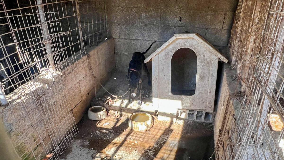 Balance de los terremotos en Venezuela y detención en Tenerife por un caso de grave maltrato animal