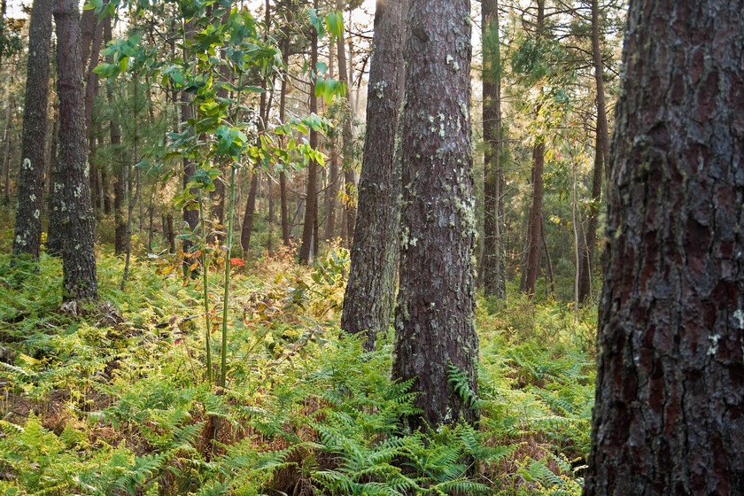 Estudios confirman el impacto ecológico de las plantaciones de eucalipto en el noroeste de España
