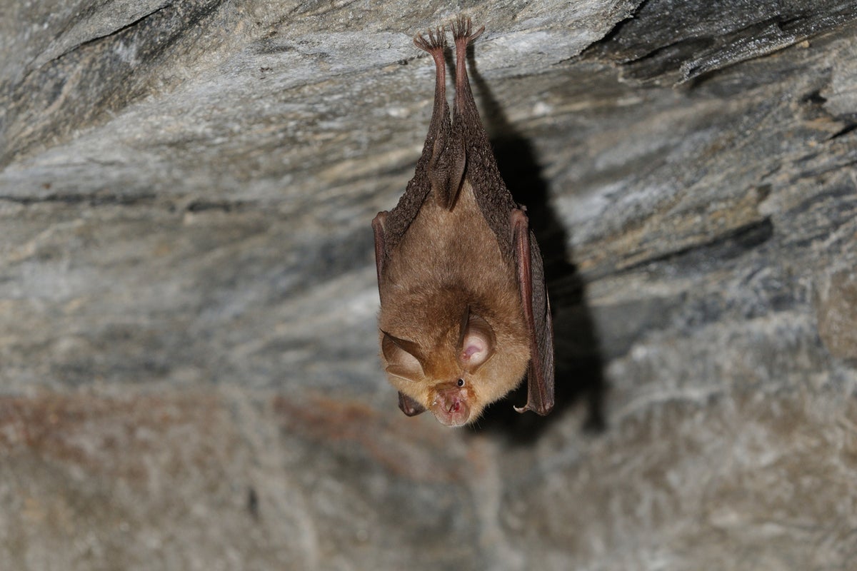 11-year-old Canadian boy dies from rabies after bat contact despite no visible bite marks