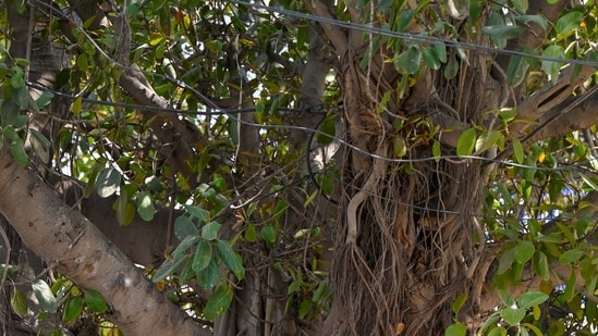 700-Year-Old Banyan Tree in Bihar's Munger Accurately Dated Using Radiocarbon Analysis