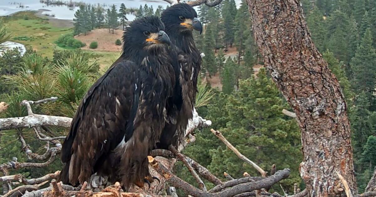 Big Bear bald eagle parents returned to their nest after Fourth of July fireworks, with eaglets remaining safe