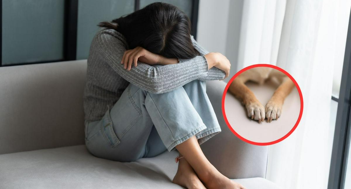 Hombre acusado de lanzar mascota de novia desde octavo piso