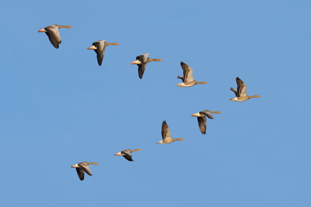 Climate Change Disrupts Bird Migration Patterns, Threatening Populations