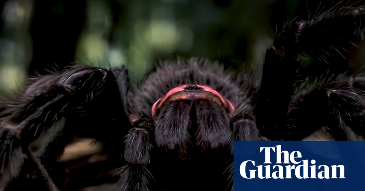 Australian filmmaker uses AI to create groundbreaking wildlife documentary