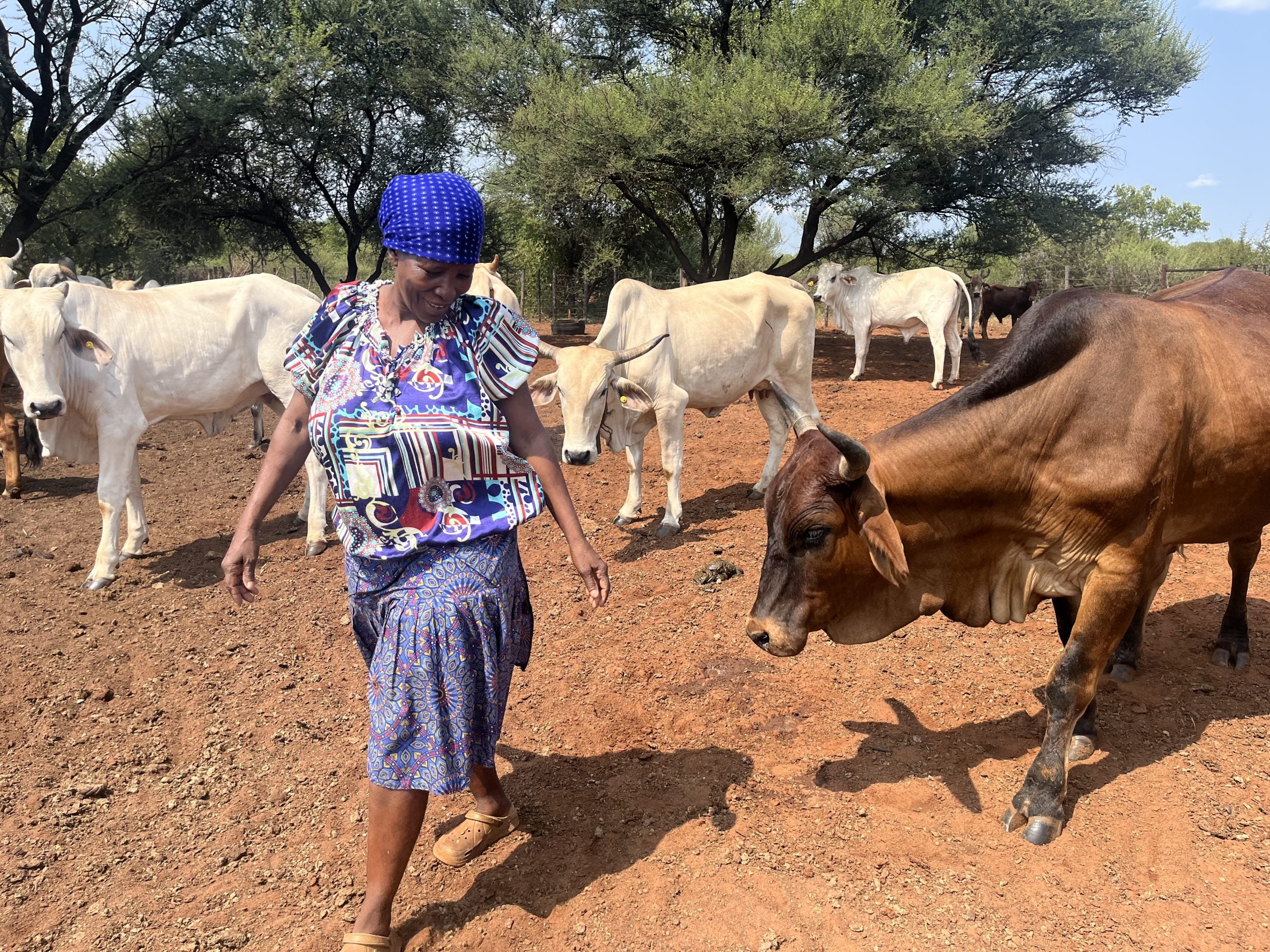 Botswana's Economic Shift: Cattle as a New Pillar Beyond Diamonds