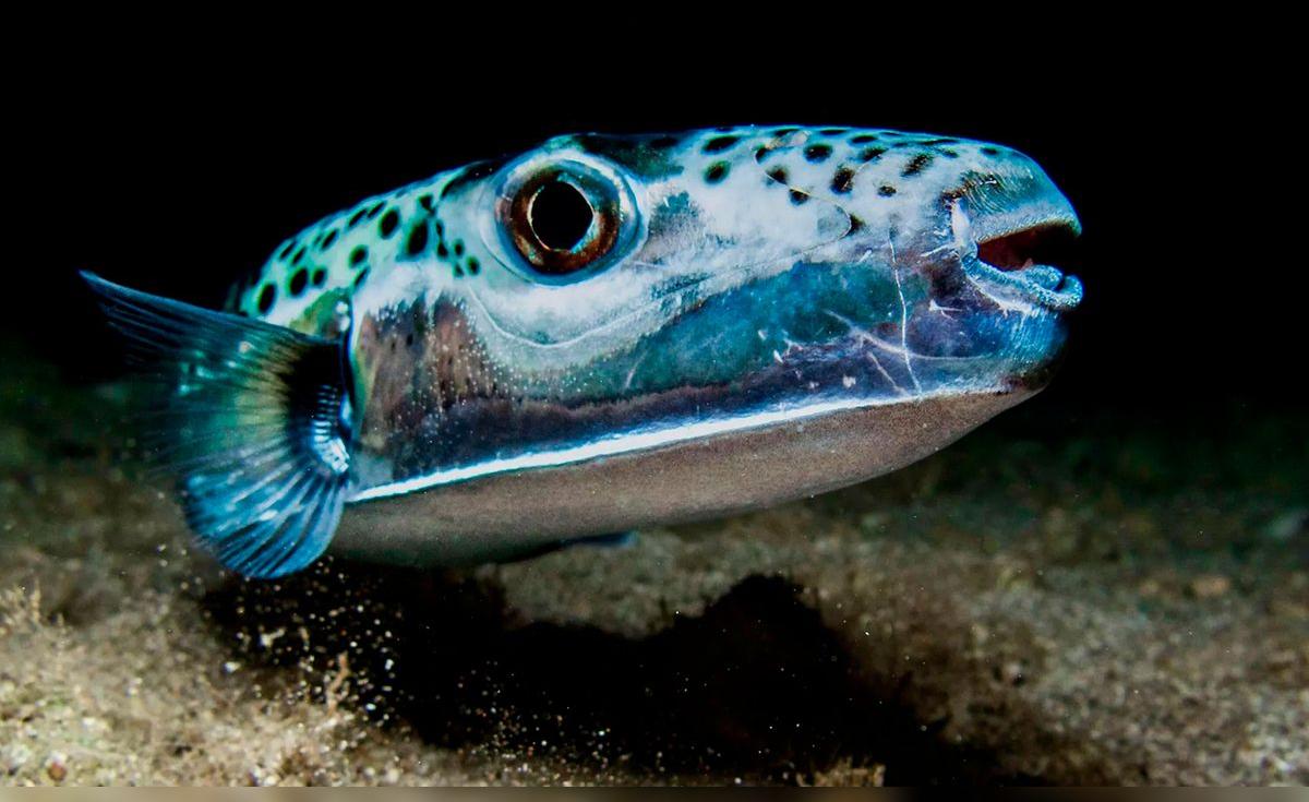 Pez sapo invasor en el Mediterráneo causa daños a pescadores y bañistas