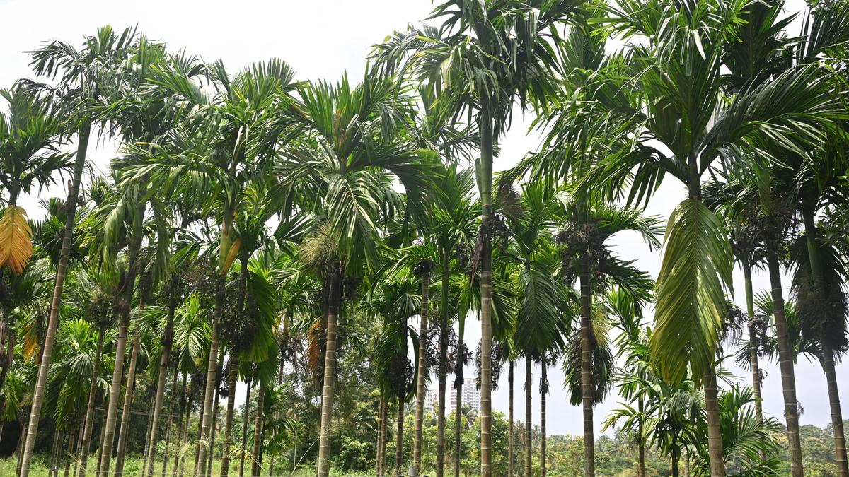 Rainfall Deficit Threatens Coconut and Arecanut Crops in Karnataka