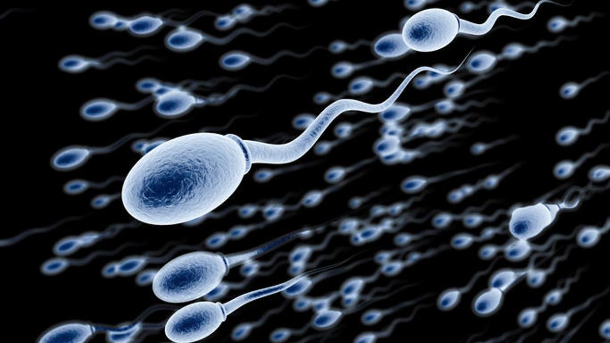 Estudio revela diferencias en la calidad del semen según región española