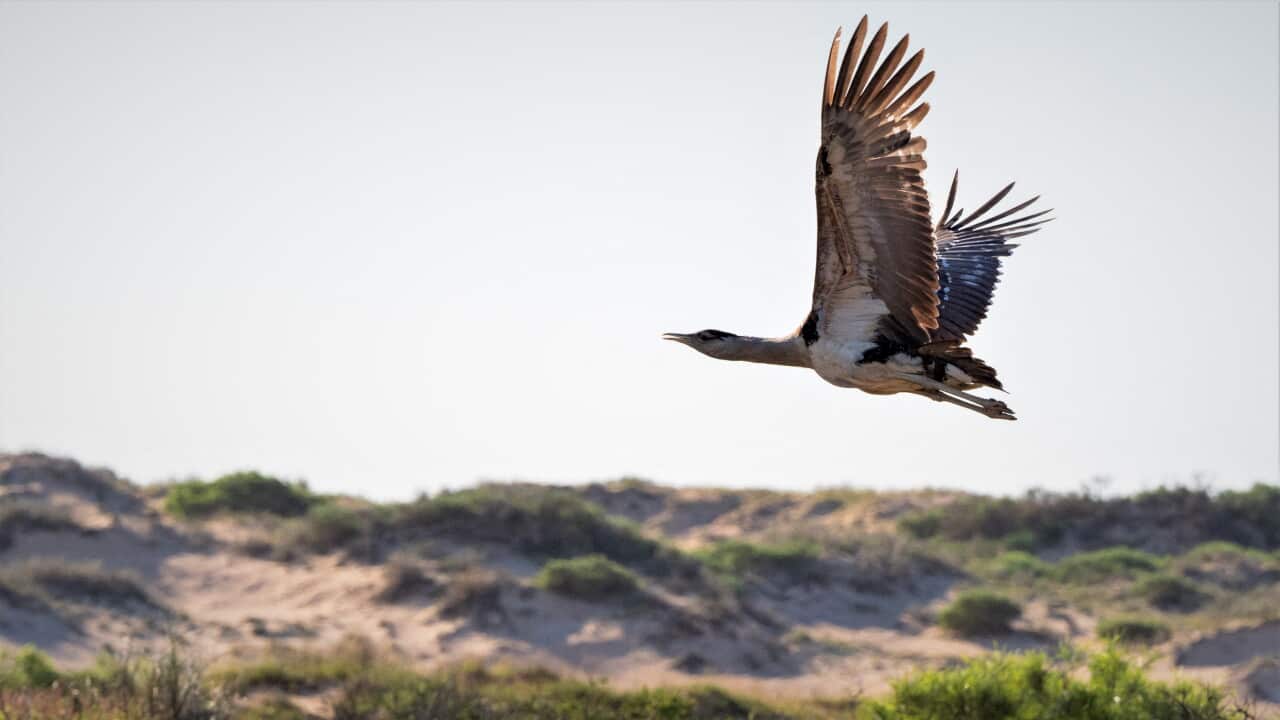 Australia confirms H5 bird flu in native seabirds, with 12 confirmed cases